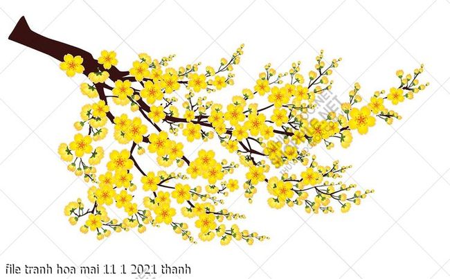 file tranh hoa mai 11 1 2021 thanh